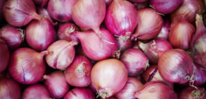 Onion Export Update