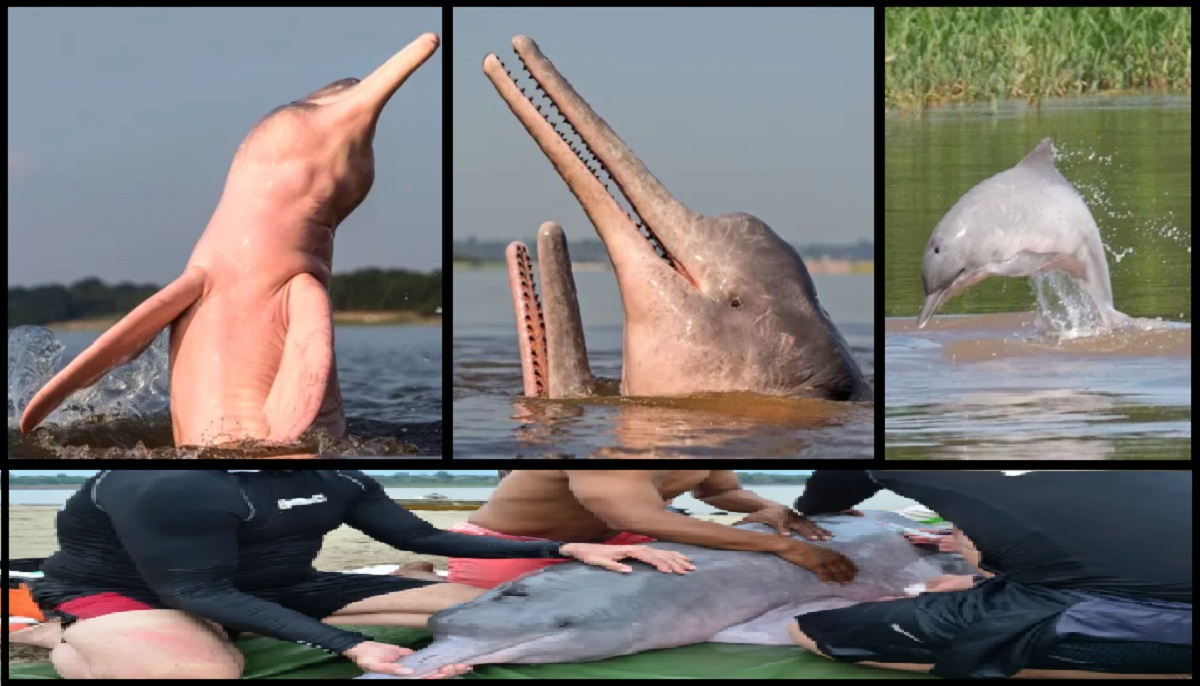 Fernando Trujillo's 30-Year Journey Tagging 60 Dolphins to Protect Amazon Ecosystem