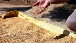 Türkiye SHOCKS World Wheat Production Soars 22 Million Tons!