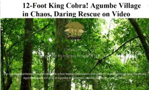 12-Foot King Cobra! Agumbe Village in Chaos, Daring Rescue on Video