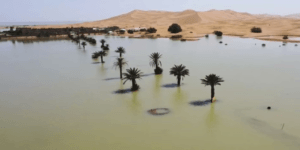 Unexpected Rains Revitalize Sahara Desert After 50 Years
