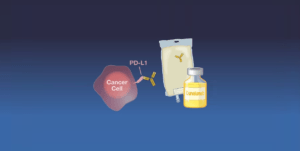 Perioperative Durvalumab Boosts Survival in MIBC, Cutting Death Risk by 25%