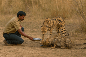 Cheetah Conservation Shock: 1 Heartwarming Act Sparks Major Backlash at Kuno Park