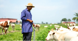 Sexed Semen Technology: 5 Powerful Ways It’s Transforming India’s Dairy Industry – But At What Cost?